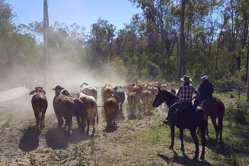 Two riders on horseback face away from the camera watching a mob of cattle move through bushland