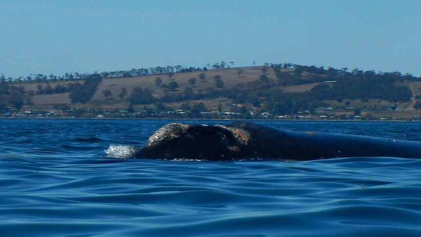 A southern right whale surfaces in Hobart's River Derwent.
