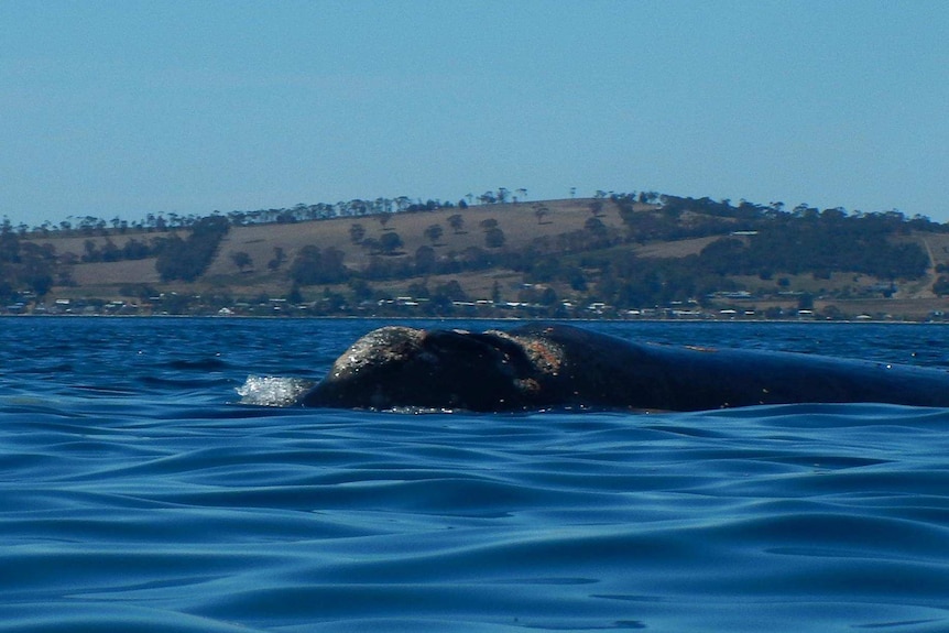 A southern right whale surfaces in Hobart's River Derwent.