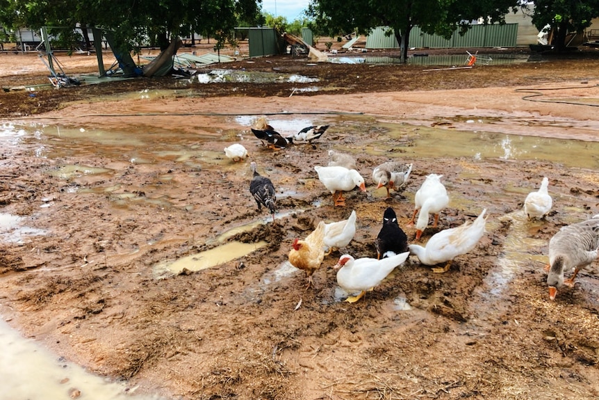 Birds eat feed on a muddy ground