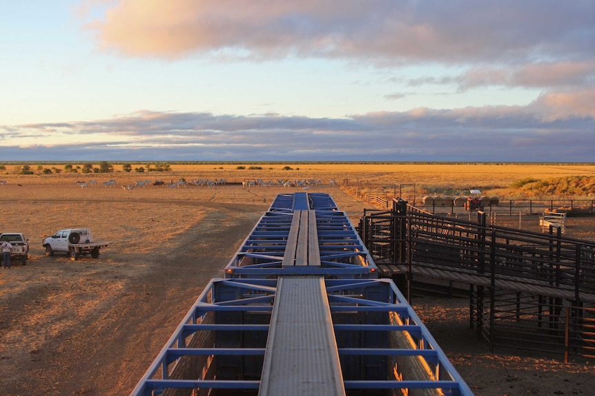 A cattle truck from above with grass plains in the background.