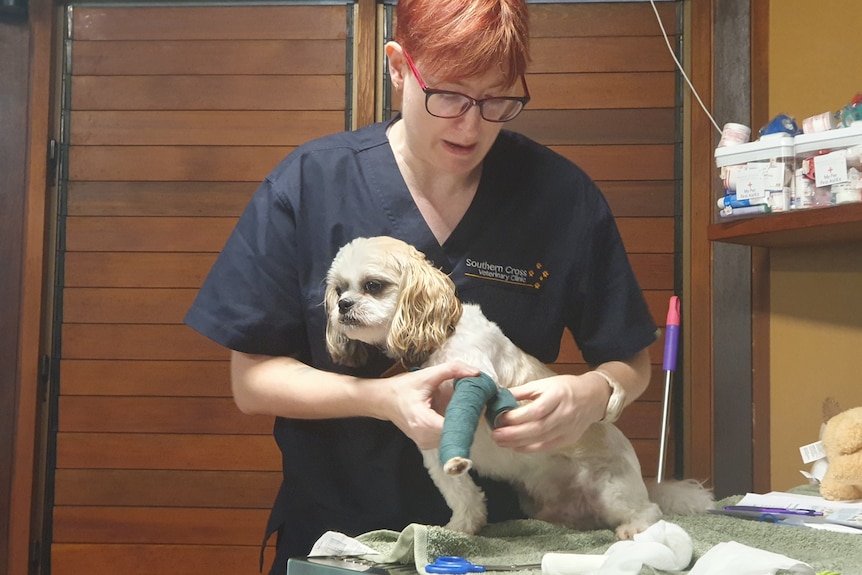 bandaging a dog's leg