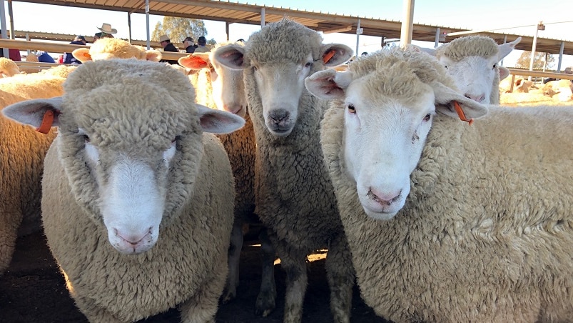 Three lambs in a saleyard in Wagga Wagga, New South Wales