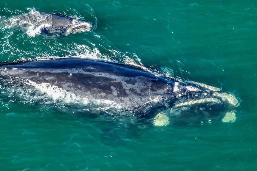 A mother southern right whale swimming through the water, with a small calf by its side.