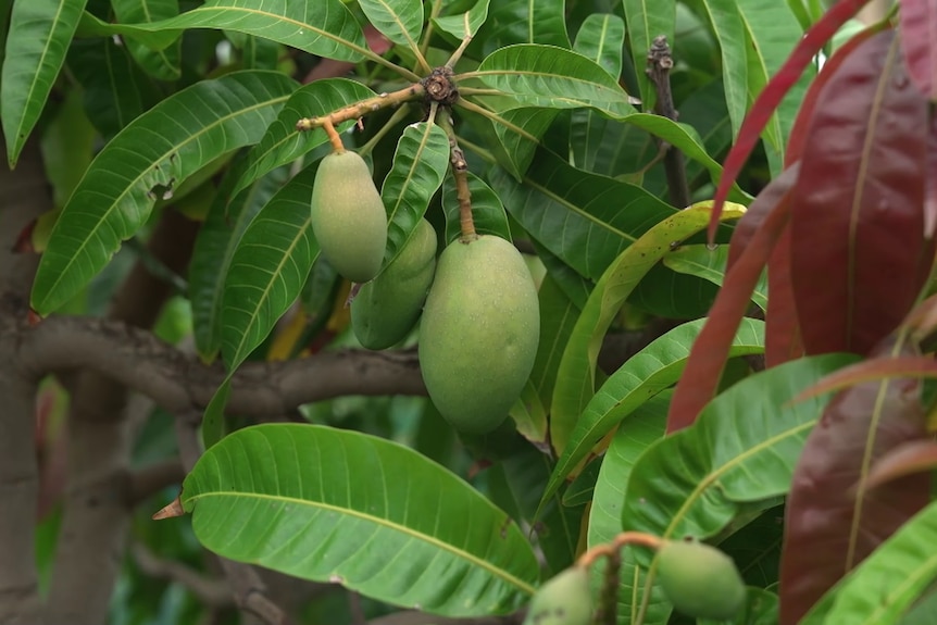 A tropical mango grown in a suburban Adelaide backyard.