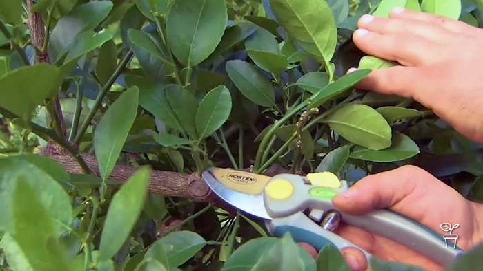 Hands holding a pair of secateurs and pulling citrus leaves aside to prune branch of the tree