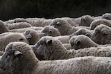 A flock of sheep are looking away from the camera