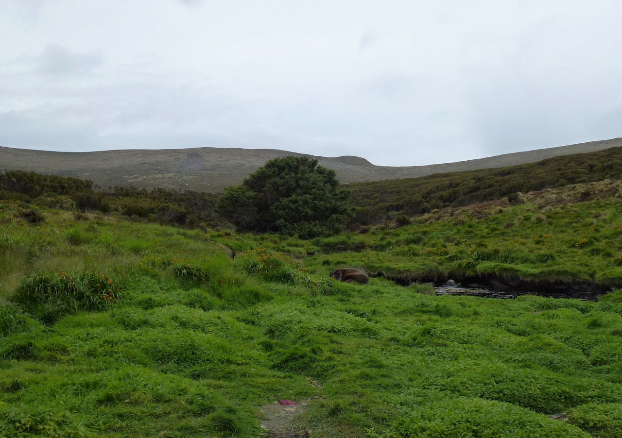 A sea lion curls up in the grass in front of a small busy tree. 