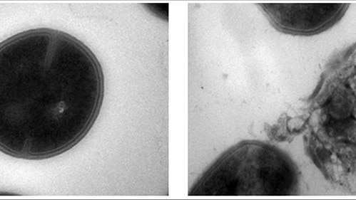 Image of the MRSA cell before and after treatment.