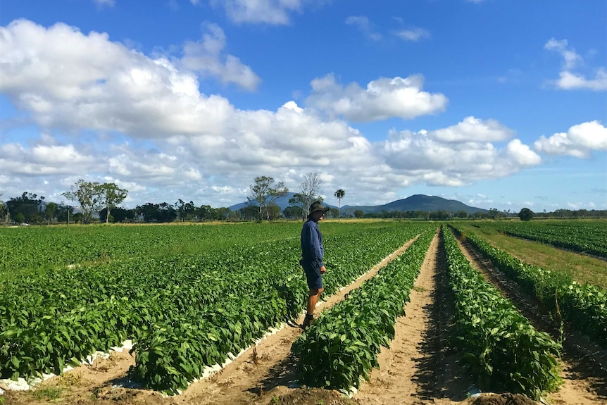 Carl Walker stands between the rows of his flourishing capsicum crop.