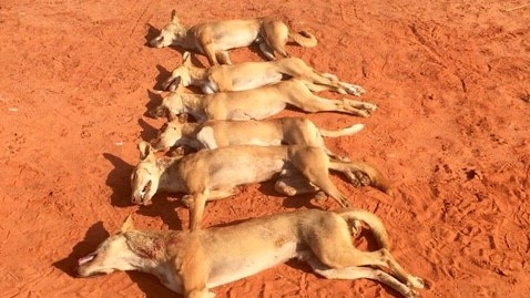 Six wild dogs lay dead in the outback