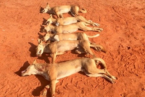Six wild dogs lay dead in the outback