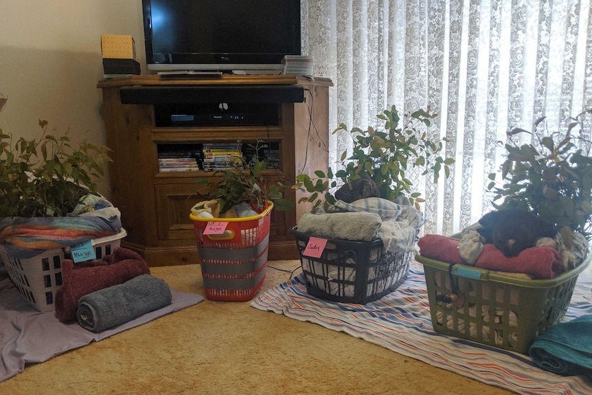 A lounge room with four baskets on the floor, each containing a koala.
