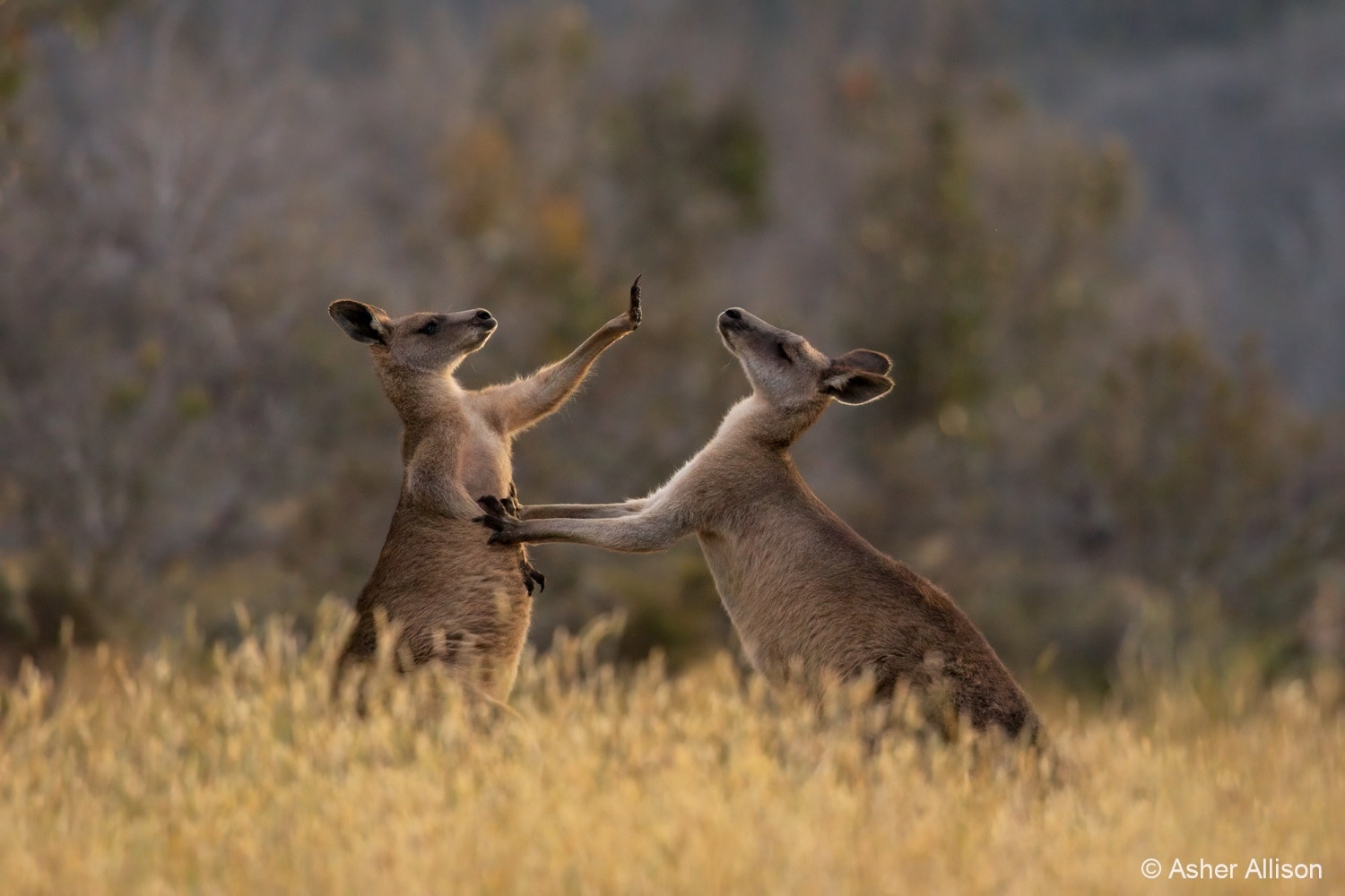Two kangaroos fighting against each other