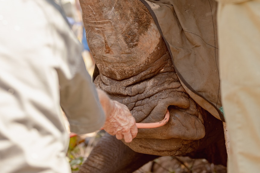 A tube in a rhino's nostril.