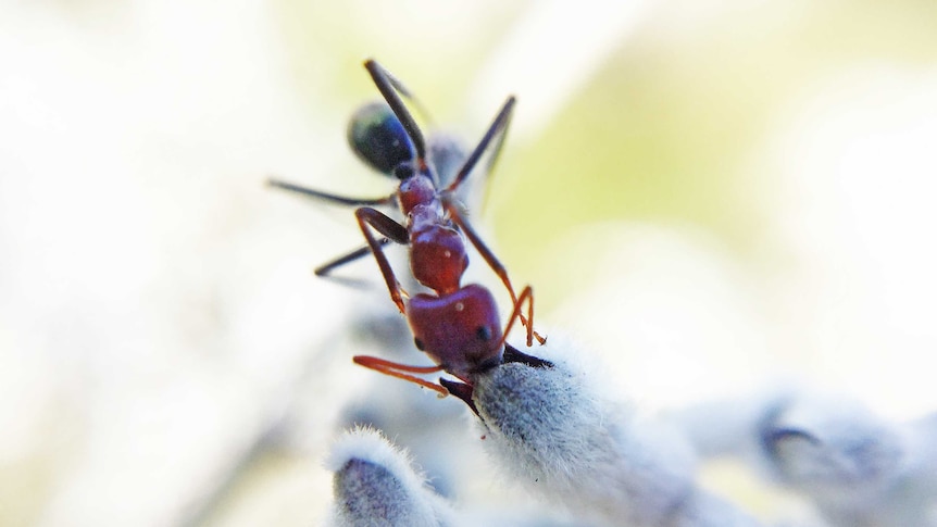 An ant on a smokebush flower.