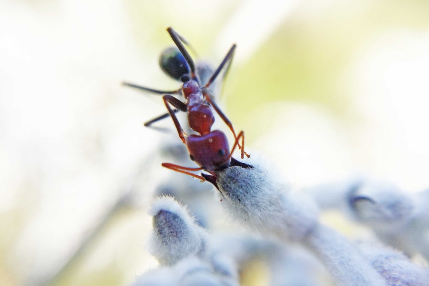 An ant on a smoke bush flower