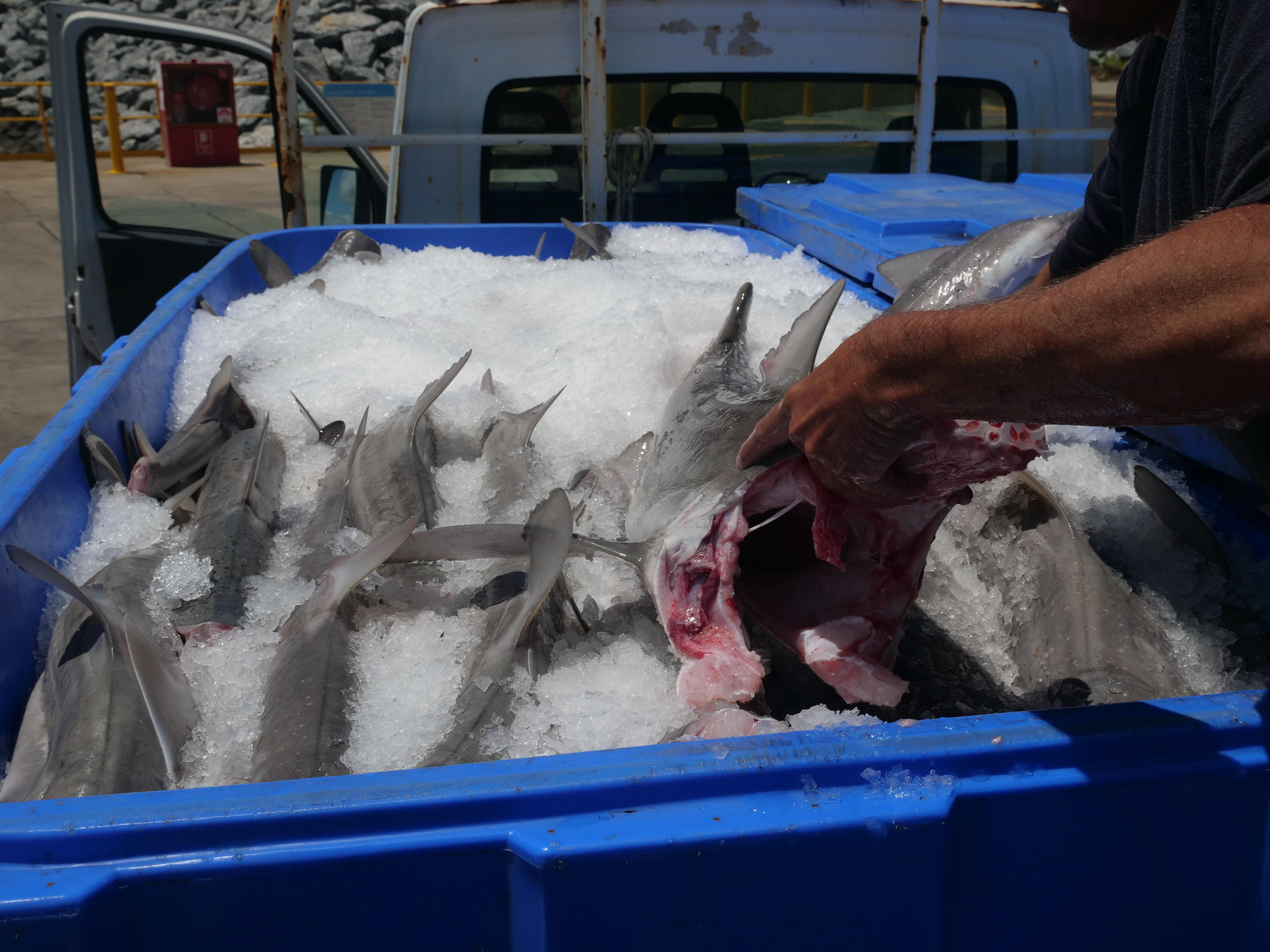 La mano de un hombre busca un tiburón de goma sin cabeza en una tina azul llena de hielo y varios otros tiburones muertos. 