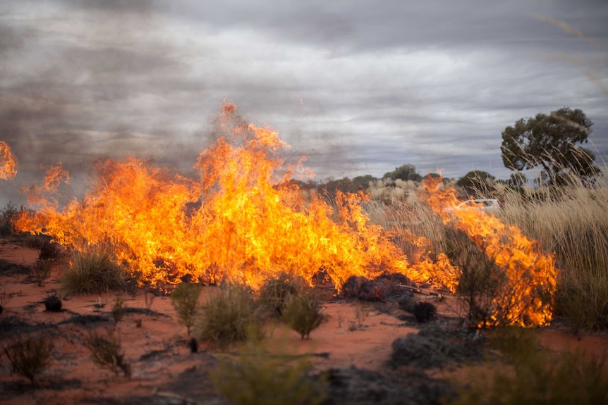 A wildfire burns near Warburton, WA.