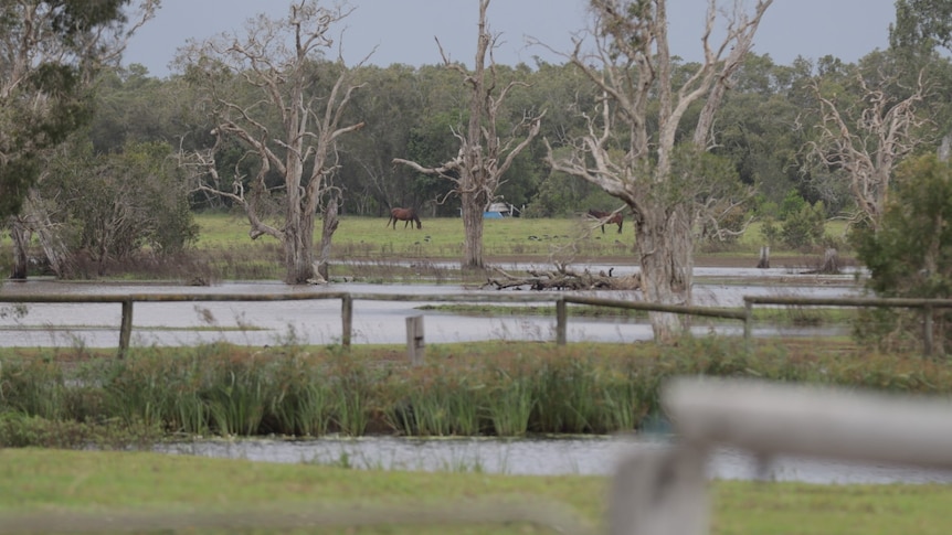 Wide shot of Eagleby Wetlands with horses and birds.
