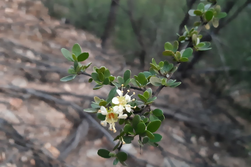 A creamy coloured flower with green leaves taken in western Queensland