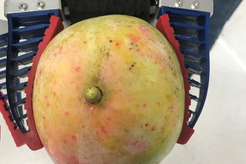 A yellow mango in the grip of a small robotic hand 