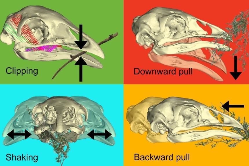 Computer models showing how the moa's mouth muscles worked to help it feed.