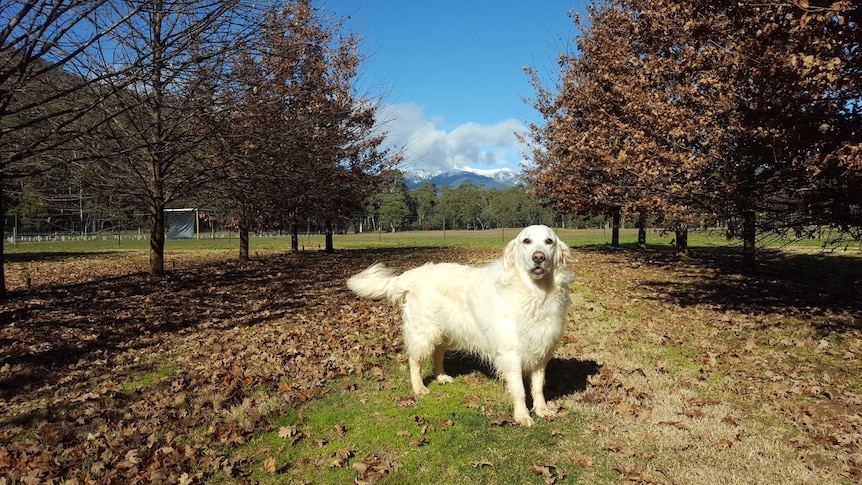 Charlie is a golden retriever truffle dog. She's standing amongst oak trees in the Ovens Valley in Victoria.
