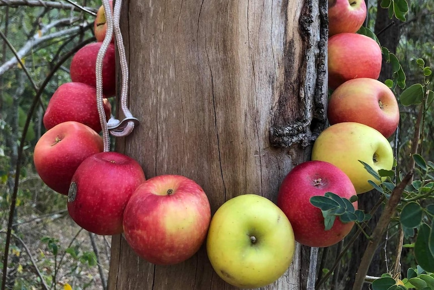 A ring of apples attached by string hang around a tree.