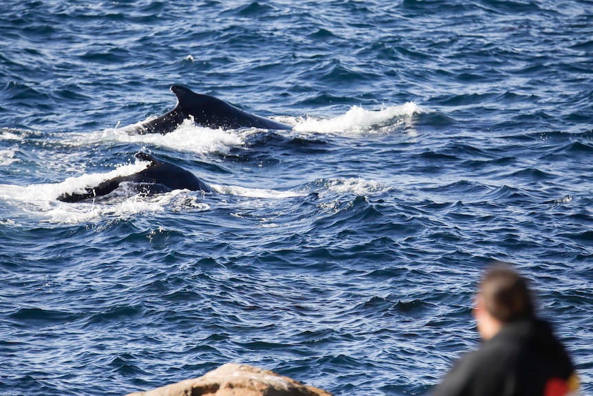 Whales in the water.