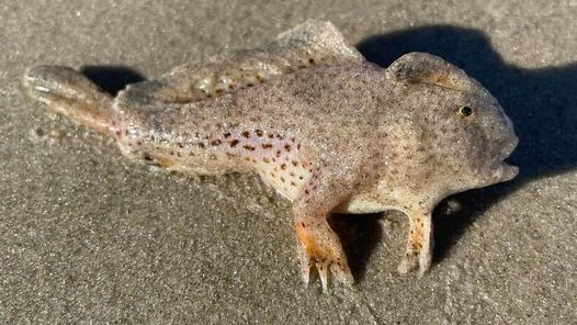 A small spotted fish with legs lies on sand.