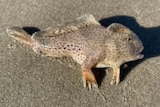 A small spotted fish with legs lies on sand.