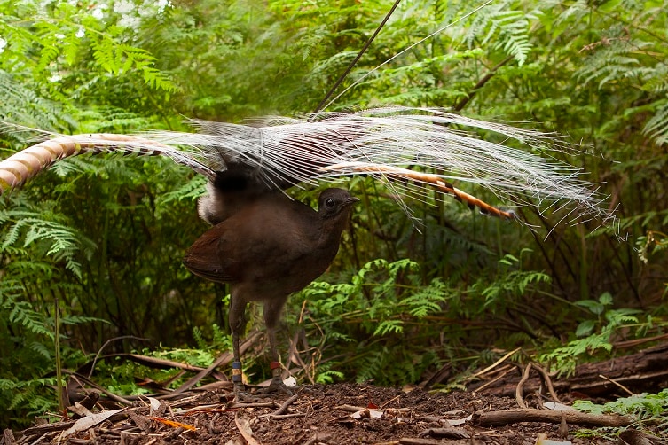 A lyrebird in a rainforest