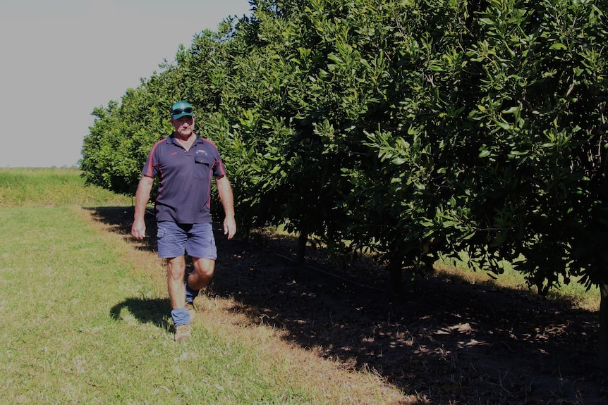 A farmer walking past macadamia trees