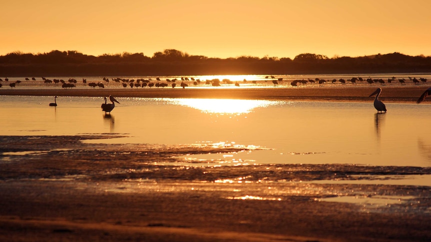 Pelicans at sunset.