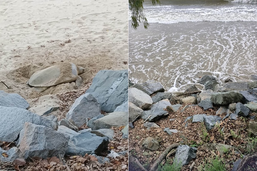 one photo shows a turtle nesting on sand up against a rock wall, while the photo next to it shows water inundating the same spot