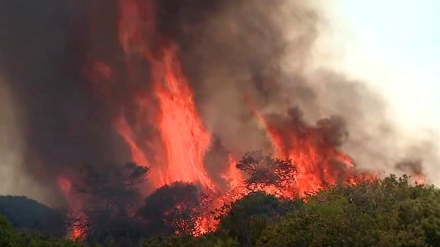 A section of trees on fire.