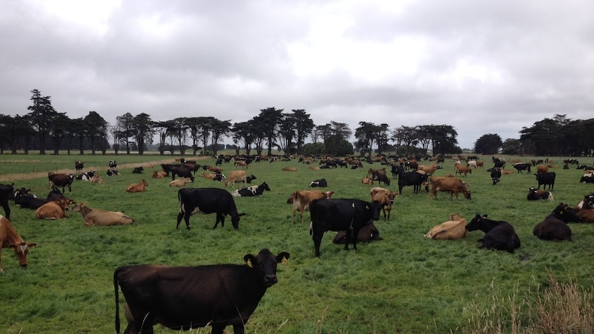 North-west Tasmanian oyster growers say an increase in cattle density in the region is contributing to worsening effluent run-off into their leases