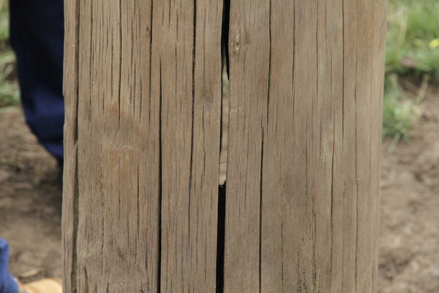 A wooden power pole that has crack in it that allows you to see through to the other side.