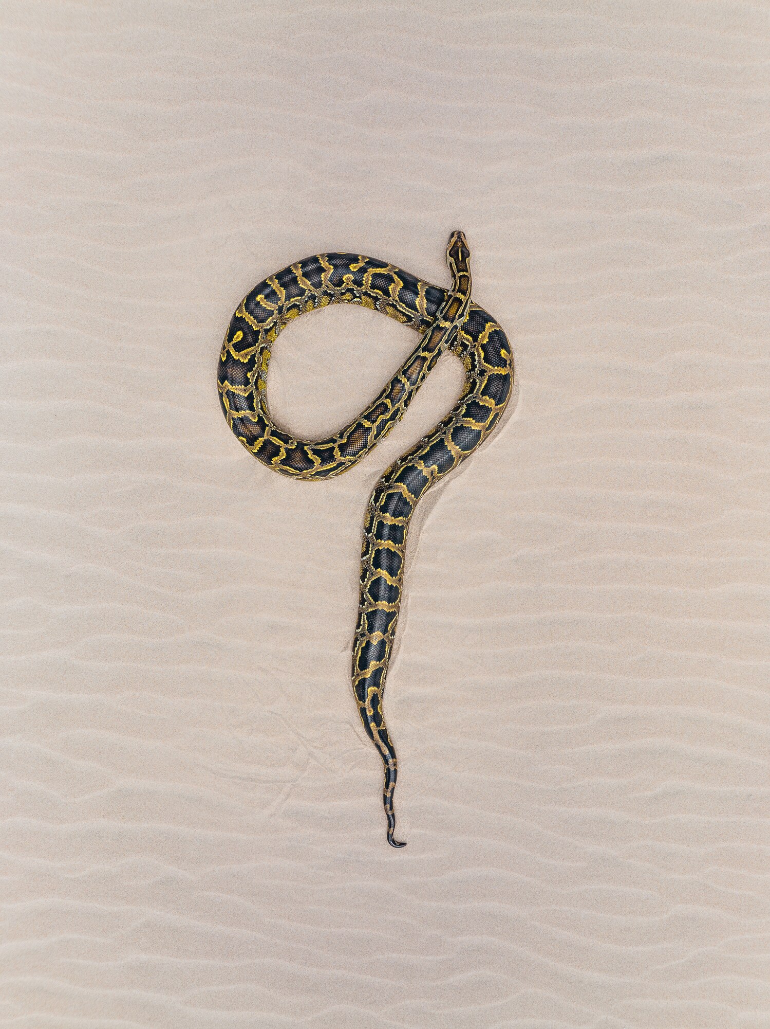 Tyson Yunkaporta - Snake Talk - ABC listen