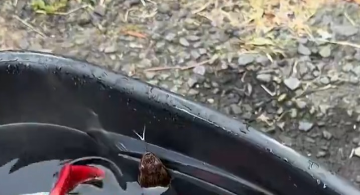 High school American footballer rattled by snake in helmet