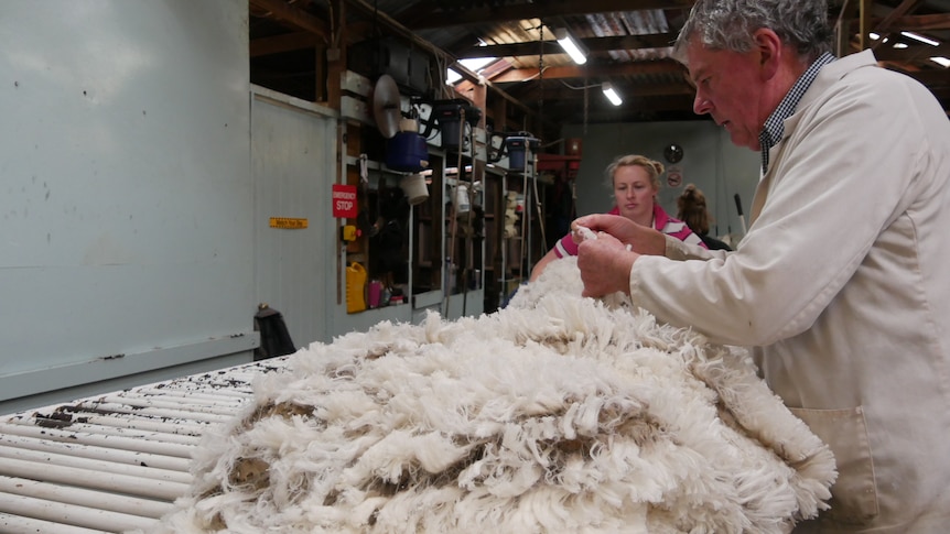 A man with grey hair in a white coat examines a fleece on a sorting table. 