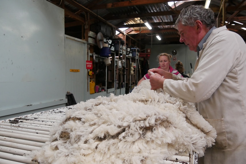 A man with grey hair in a white coat examines a fleece on a sorting table. 