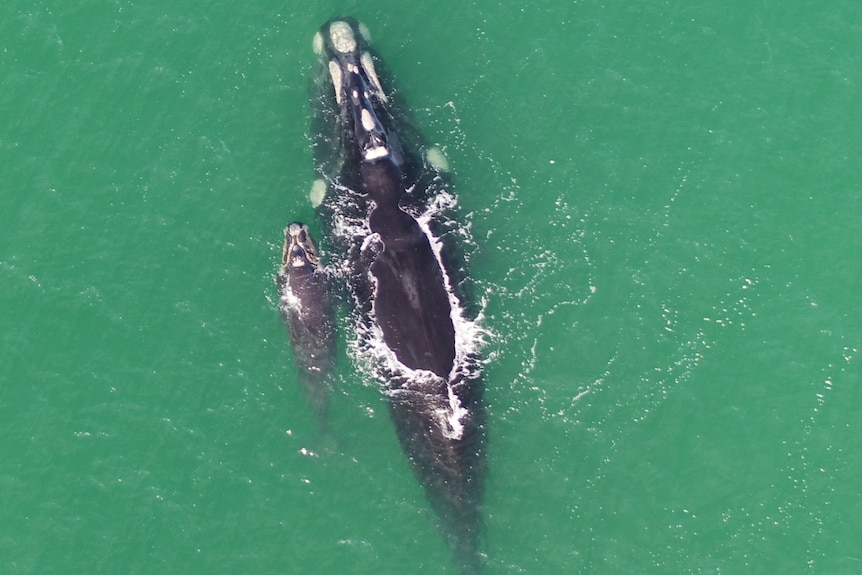 southern right whale