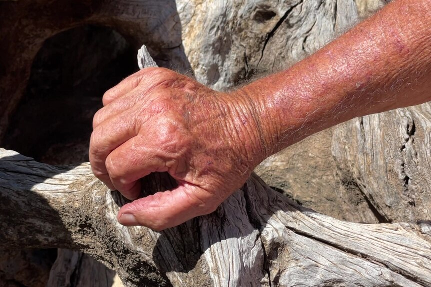 A close up view of a man's hand, which is aged with wrinkles, feeling the roots of an old tree.