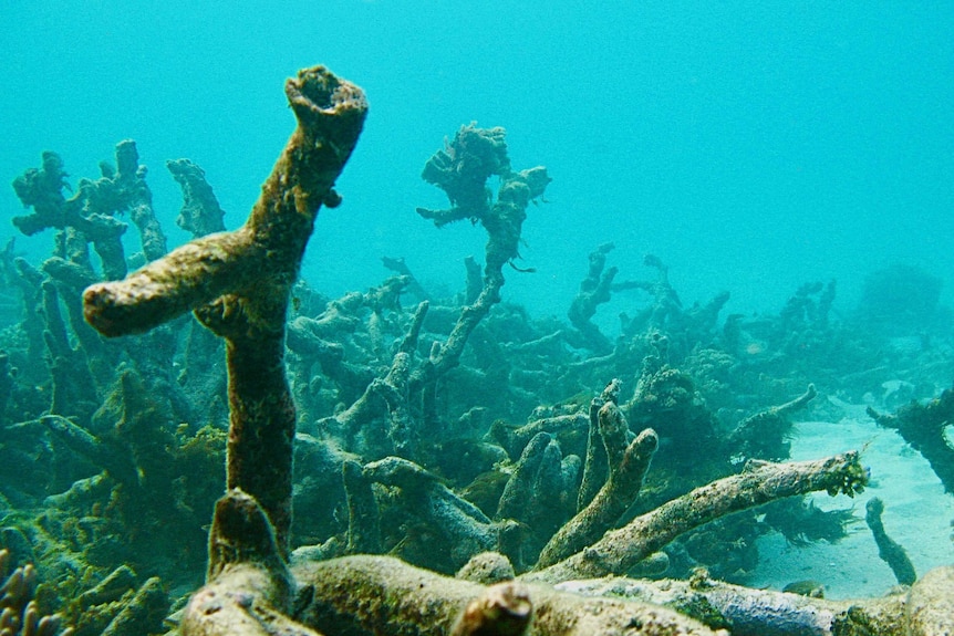 Damaged reefs around Lizard Island are quieter