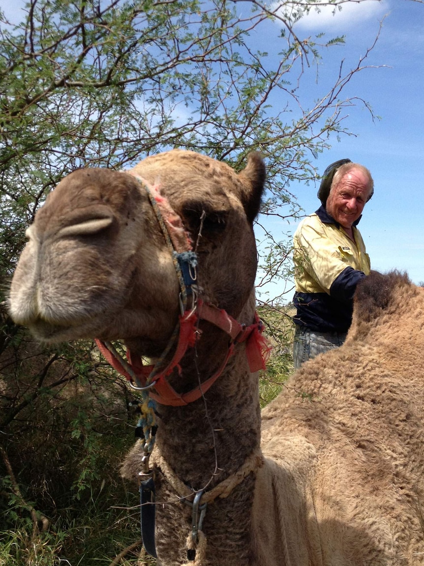 Klaus Menzel with one his camels Willy on the road between Winton and Longreach.