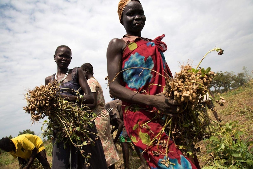 Two South Sudanese women standing in a field holding bunches of harvested peanuts.