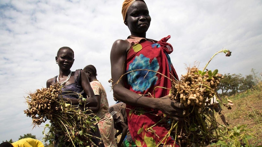 Two South Sudanese women standing in a field holding bunches of harvested peanuts.