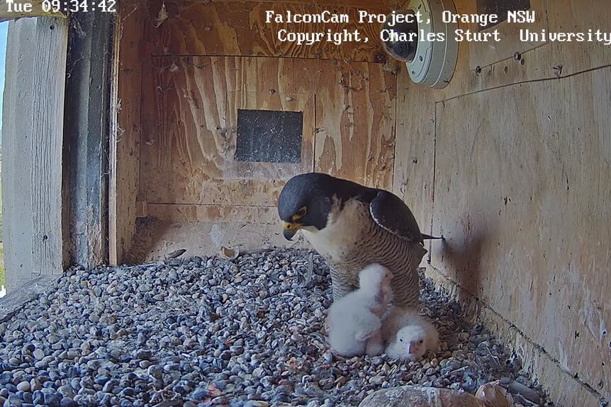 A peregrine falcon stands above two fluffy chicks inside a nest box high above fields.